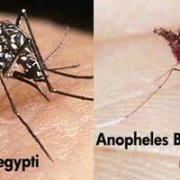 Perbedaan Nyamuk Malaria Dengan Nyamuk Demam Berdarah - Informasi Dunia