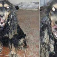 Tag Dunia Binatang Anjing Jadi Jadian Ditangkap Di Saudi M