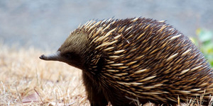 Echidnas - 7 Hewan dengan Kekuatan Listrik Mematikan