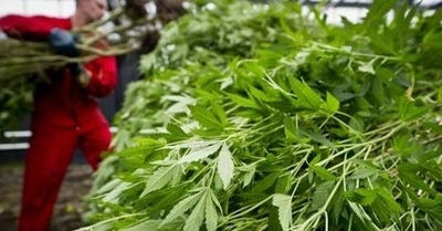 Demi Bayar Hutang, Desa di Spanyol Disewakan Untuk Tanam Ganja