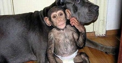 Ditelantarkan Induknya, Bayi Simpanse jadi Anak Anjing Mastiff