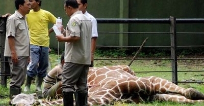 Foto Kondisi Hewan Kebun Binatang Surabaya Memprihatinkan! - 2