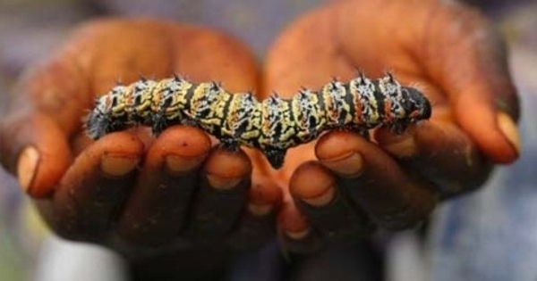 'Cacing Mopane' Makanan Terlezat di Zimbabwe