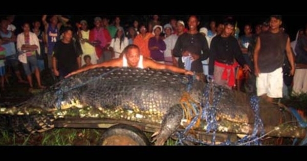 Lolong, Buaya Raksasa Pemakan Manusia Mati di Filipina