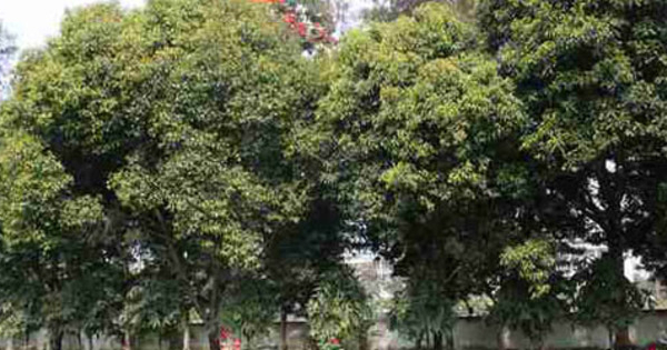 Pohon Tanjung - 10 Tanaman Penangkal Santet