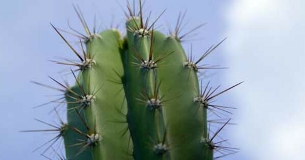 Kaktus - 10 Tanaman Penangkal Santet