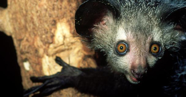 Aye-aye - 7 Hewan Terjelek di Dunia | www.infospesial.net