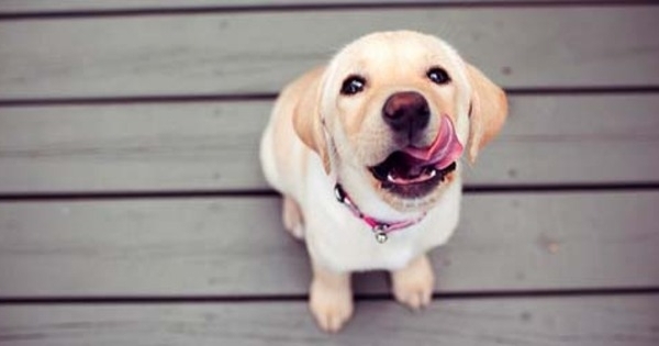mengejar ekornya sendiri 5 kelakuan aneh anjing sebagai hewan peliharaan mengejar ekornya sendiri 5 kelakuan aneh anjing sebagai hewan peliharaan