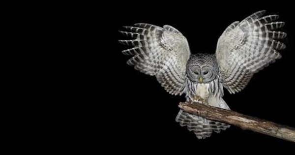 Burung Hantu 7 Hewan Ini Bisa Deteksi Dan Melihat Hantu