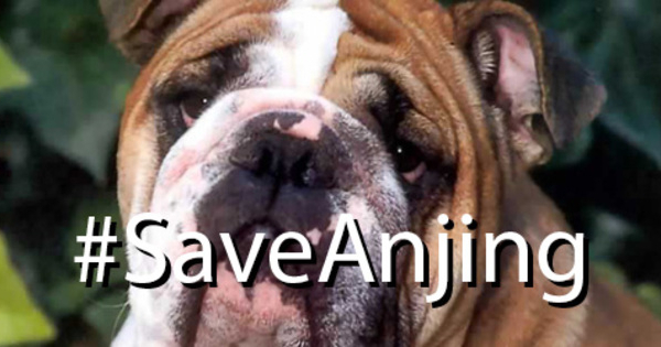 ahok kisruh video dan dprd Ahok #SaveAnjing Ahok Dimaki www Sampai Meme #SaveHajiLulung DPRD, :